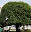 Pohon Bonsai Beringin Termahal